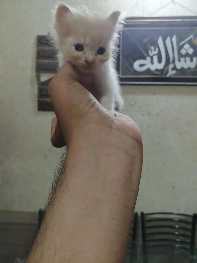 Persian kittens brown and white — photo 3