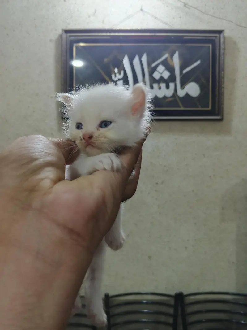 Persian kittens brown and white — photo 4