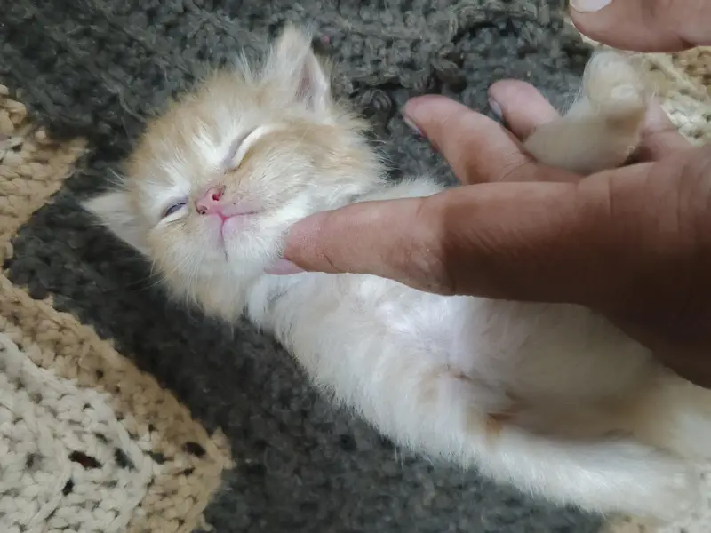 Persian kittens brown and white — photo 5