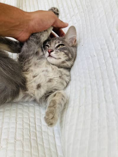 doll face female kitten
