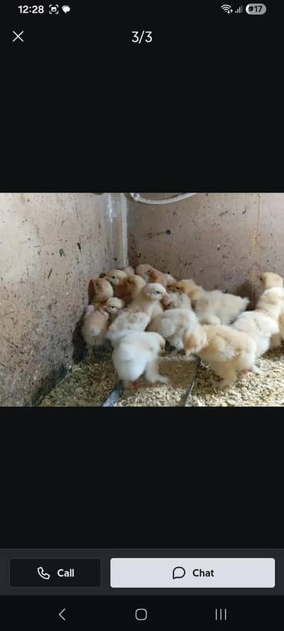 golden buff chiks