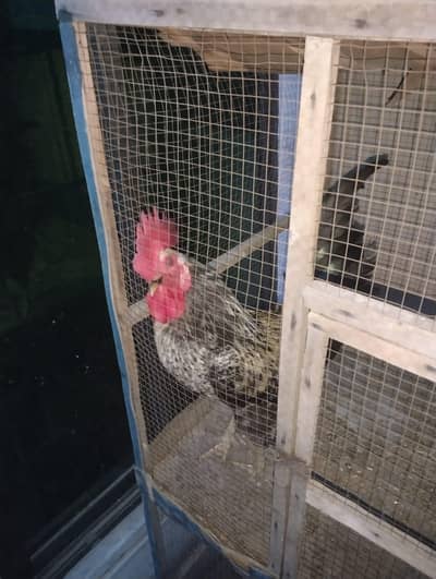 For Sale murga