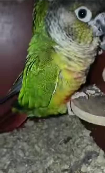 Green chick conure