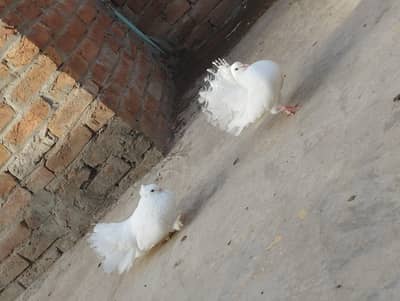 lucky kabootar white colour