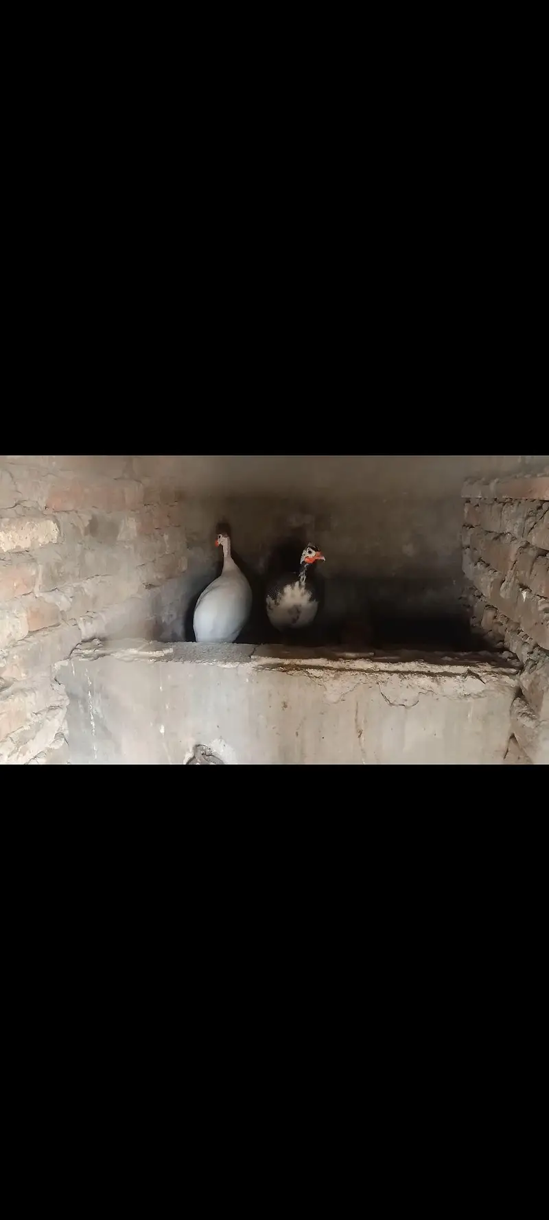 Chinese teetar fresh eggs. aur pair for sale