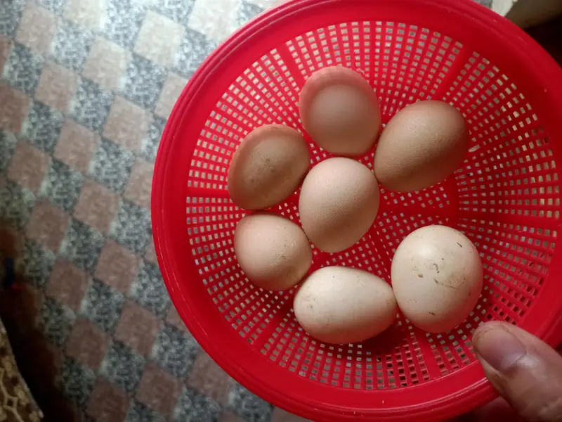 Chinese teetar fresh eggs. aur pair for sale — photo 2