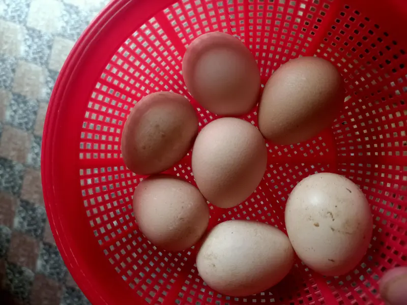 Chinese teetar fresh eggs. aur pair for sale — photo 3