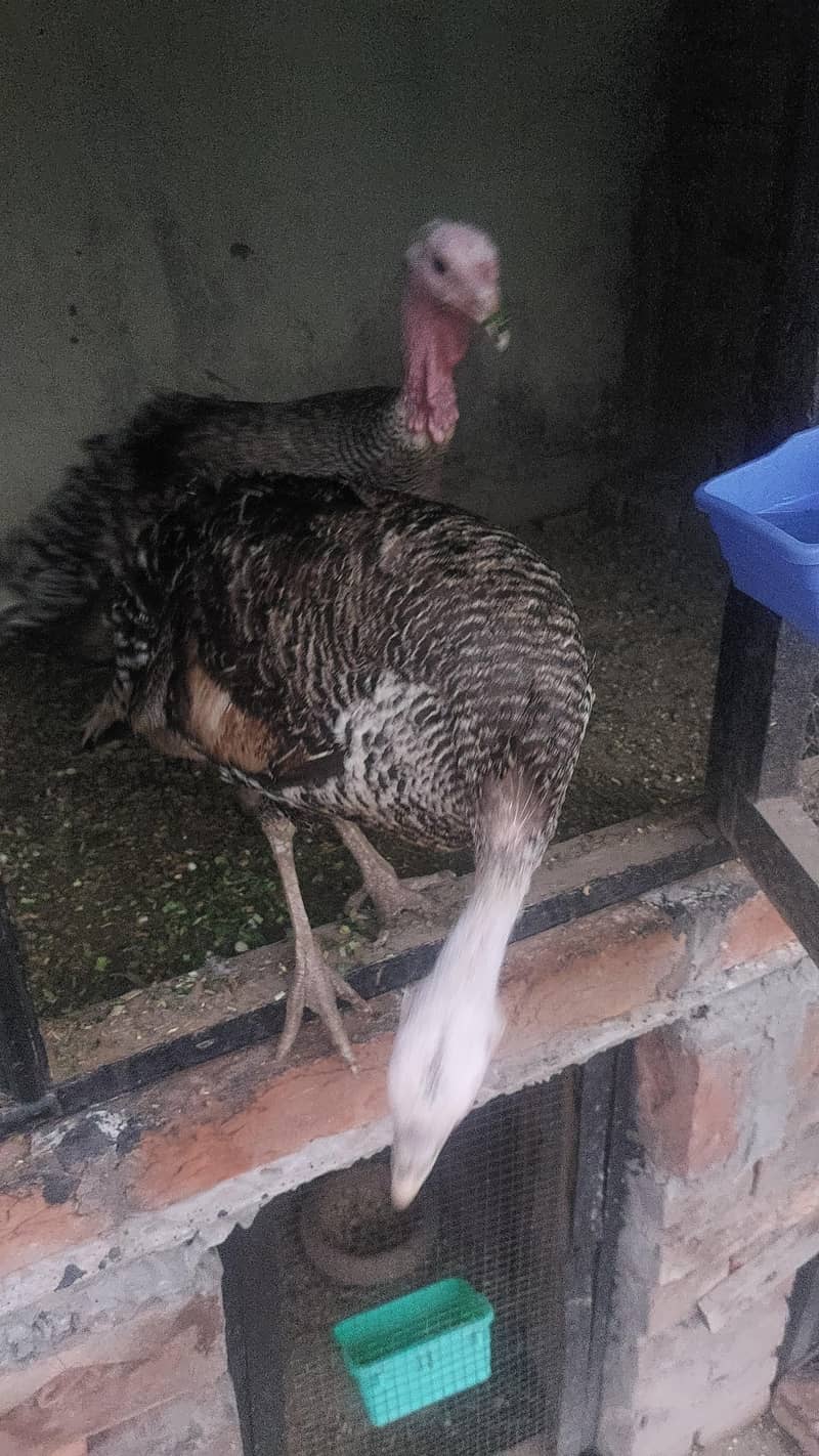 Turkey 0