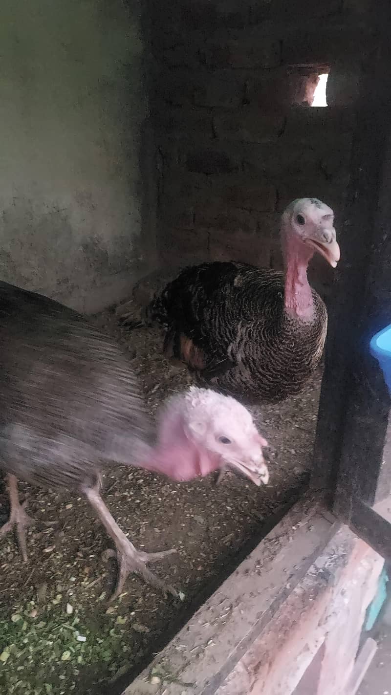 Turkey 1