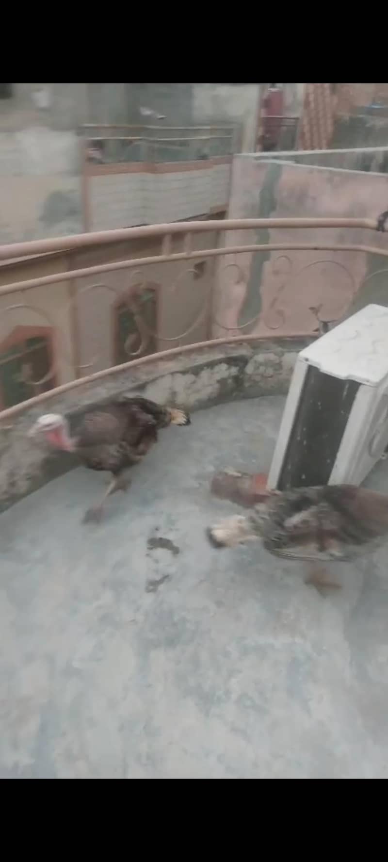 Turkey 2