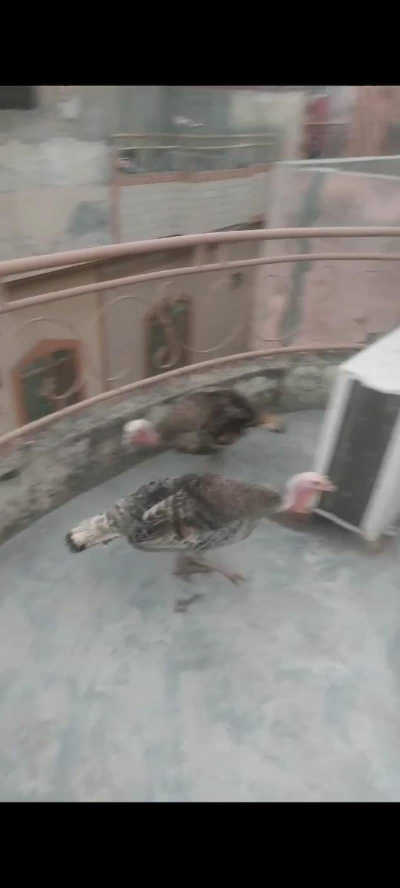 Turkey 3