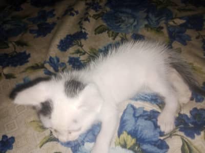 urgent sale