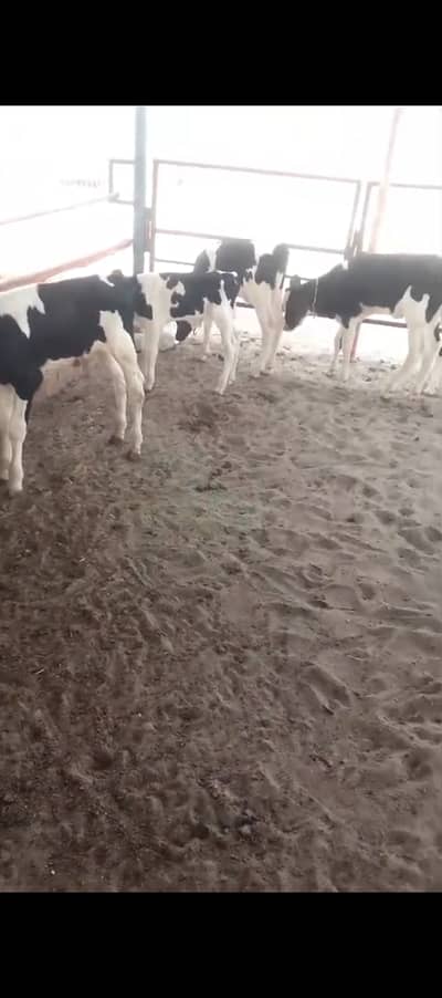 holestein Freisein male calf