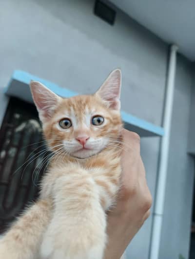 call for adoption of male kitten