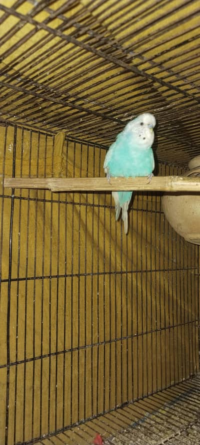 Australian parrots