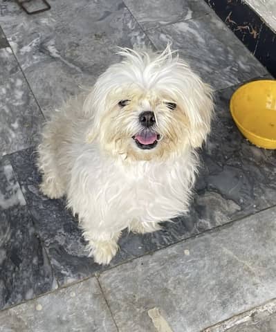 3 Shih Tzu Breeder Females for SALE