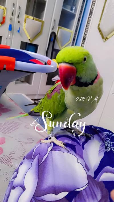 raw parot