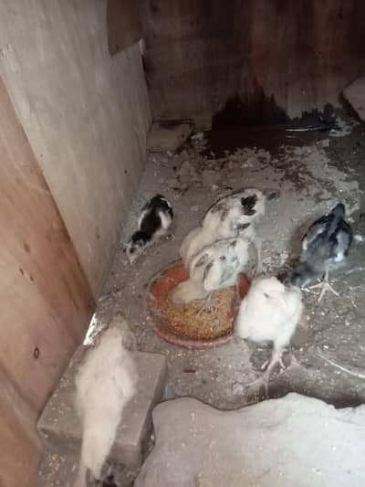 healthy and active chicks