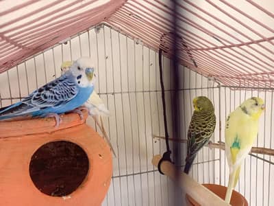 australian parrot for sale