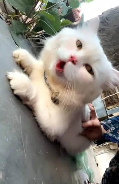 Persian Cat White