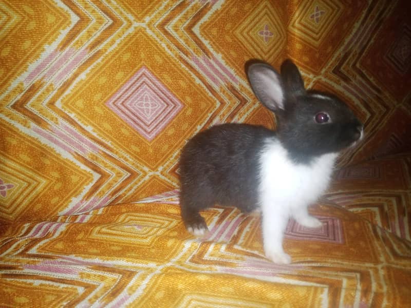 Dark brown rabbit 1