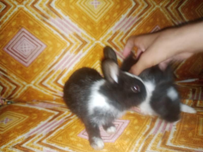 Dark brown rabbit 2