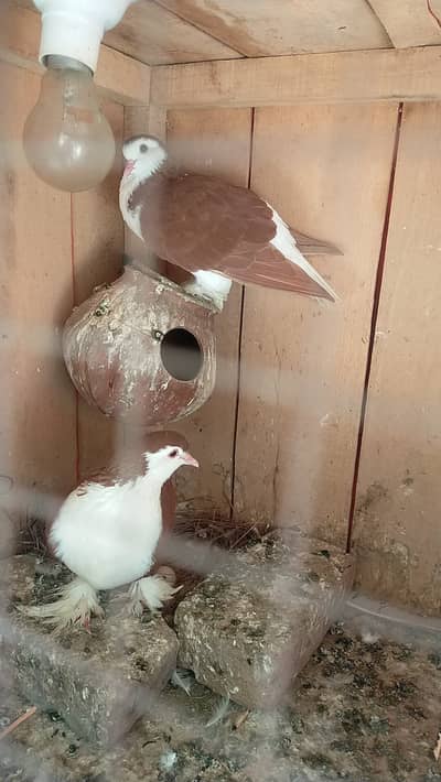 Pigeons for sale
