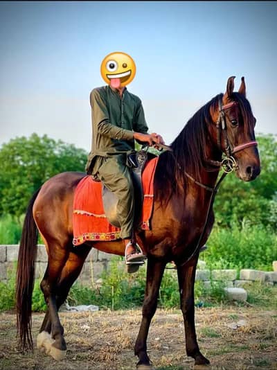 Horse for sale in mandra toll plaza