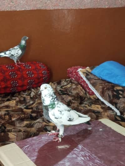 Pigeons fancy breeder pair