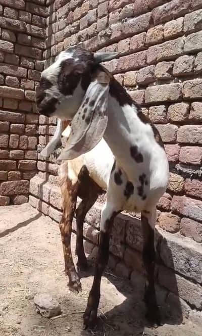 Ablak print Male Goat