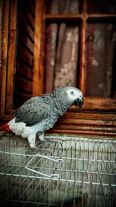 African Grey tamed piece(0336-5267168)