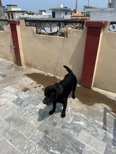 LebraDor for sale all vacinated 6 Months old