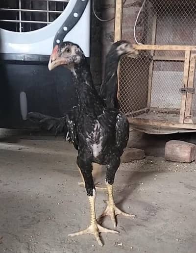 king size/shamo /high quality/white shamo/pure aseel shamo chicks