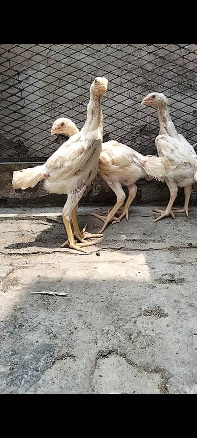 king size/shamo /high quality/white shamo/pure aseel shamo chicks
