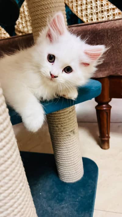 Persian kitten for sale