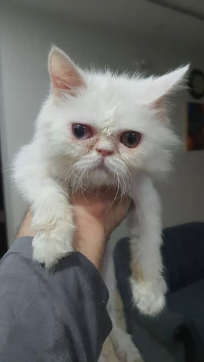 triple coated kitten male(1year) & female (7months odd eyes) blue eyes