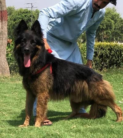German Shepherd mail dog | Long Coat mail | Dog For Sale
