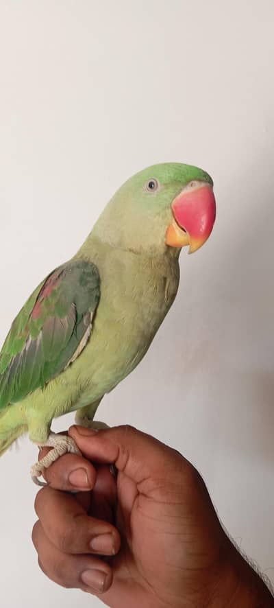 Male Pahari Patha Talking With Cage
