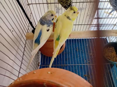 australian parrot for sale