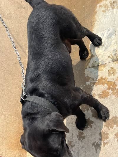 Labradog