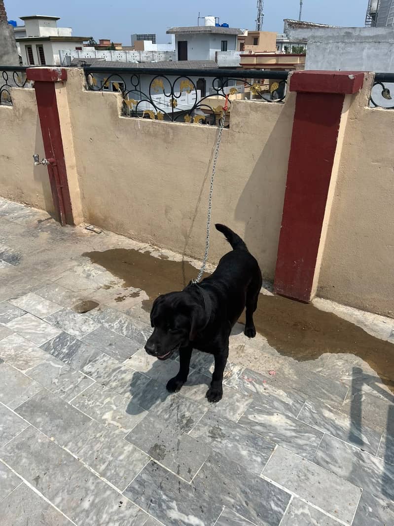 Labradog 1