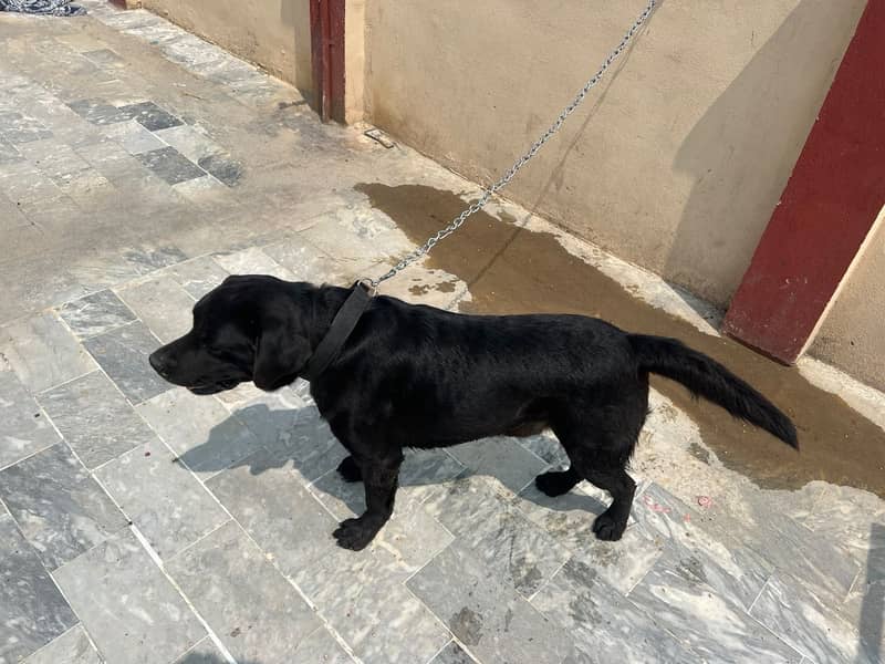 Labradog 2