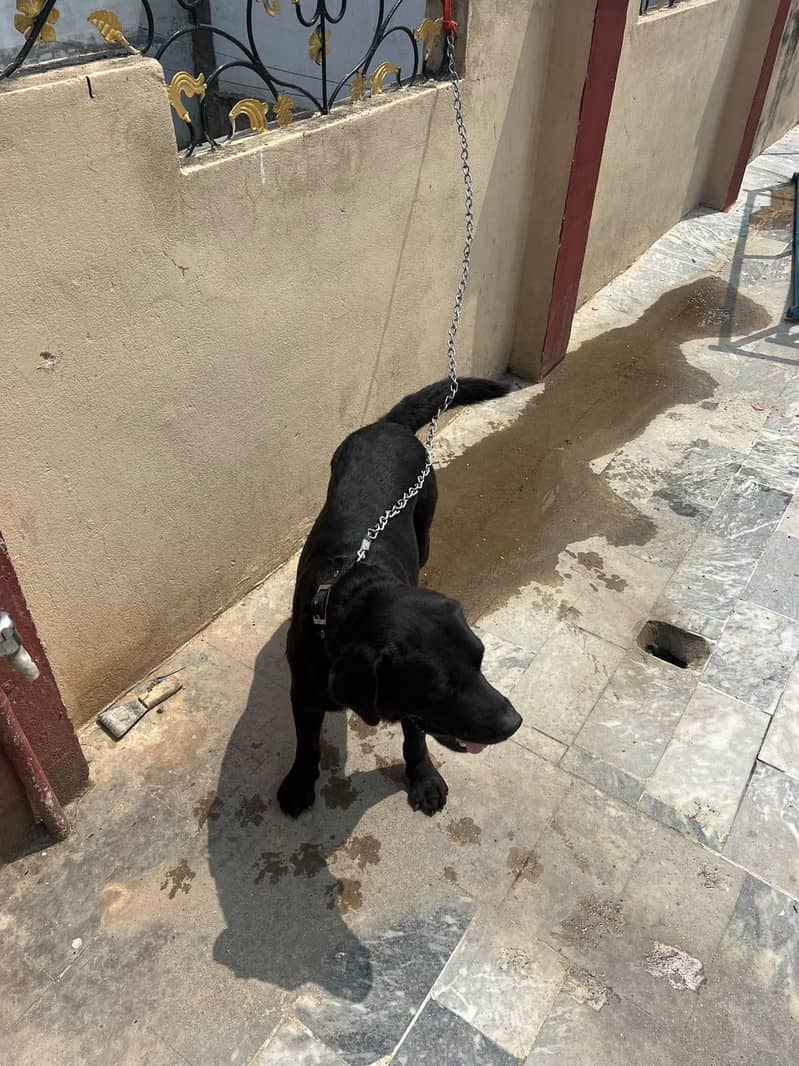 Labradog 3