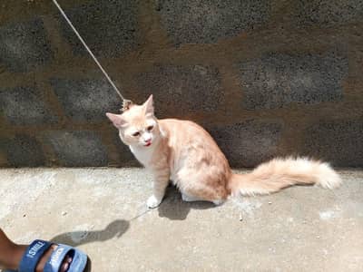 Persian cat croos male he bhut khubsurat he.
