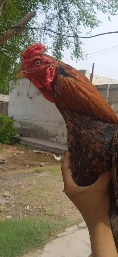 healthy and active aseel lakha male is available for sale
