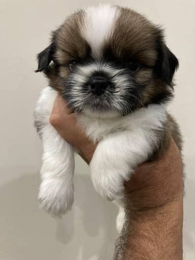 Shih Tzu Male Pup for sale