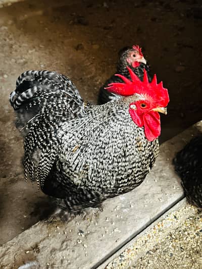 Coco Cochin bantam Chicks