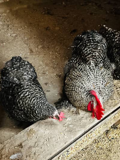 Coco Cochin bantam Chicks