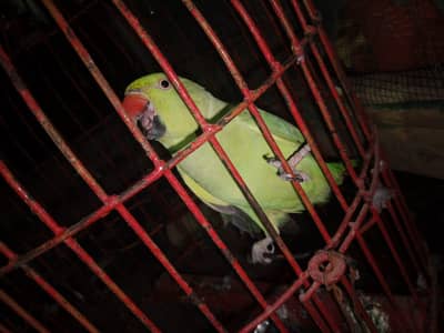 Green Parrot