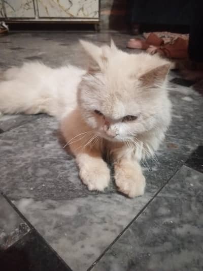Persian cat